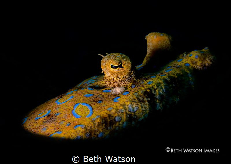 Peacock Flounder...Bonaire...snooted by Beth Watson 