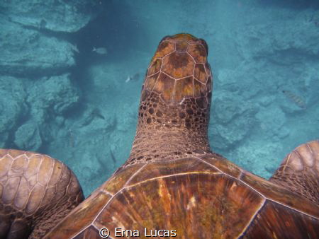 Life as seen through Agatha's (our friendly turtle) eyes by Erna Lucas 