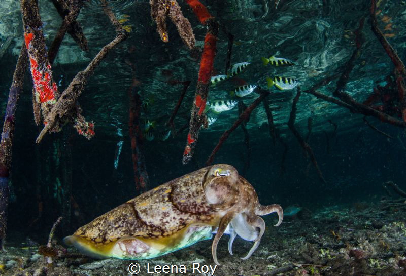 Cuttlefish hunting archer fish in mangroves by Leena Roy 