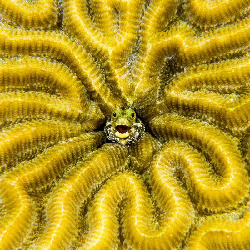 Secretary blenny: cropped to square format to exploit the... by Paul Colley 