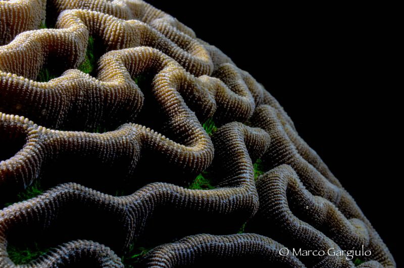 Planet Coral by Marco Gargiulo 