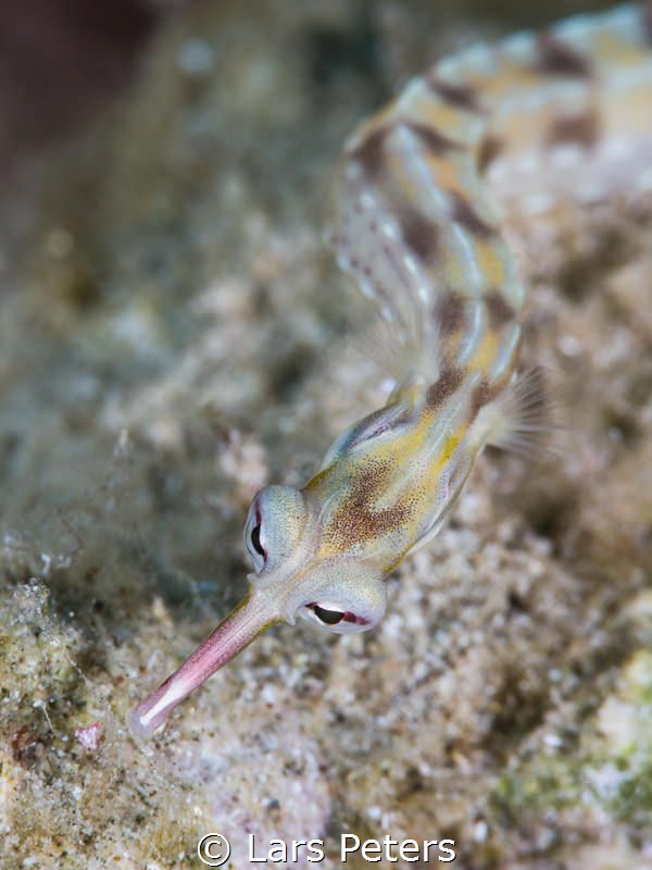 Hunting pipefish by Lars Peters 