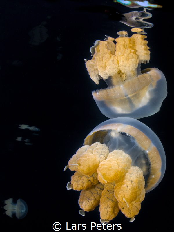 Golden Jelly Fish by Lars Peters 