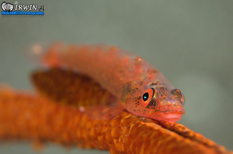 Goby friend with scale worm.
Whip coral dwarf goby ( Bry... by Irwin Ang 