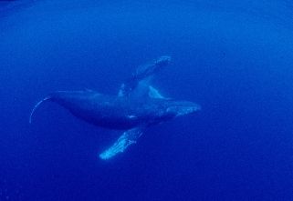 Matting dance of Umpack Whales; Mayotte, Indien Ocean; Ta... by Jean-claude Zaveroni 