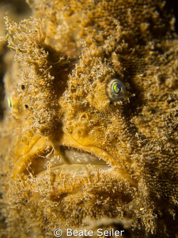 Frogfish face by Beate Seiler 