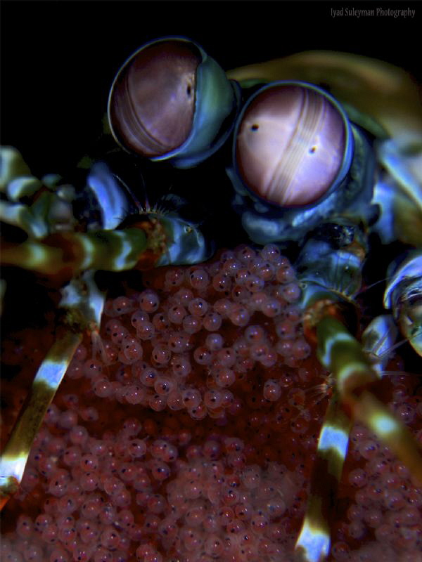 Mantis shrimp with eggs by Iyad Suleyman 