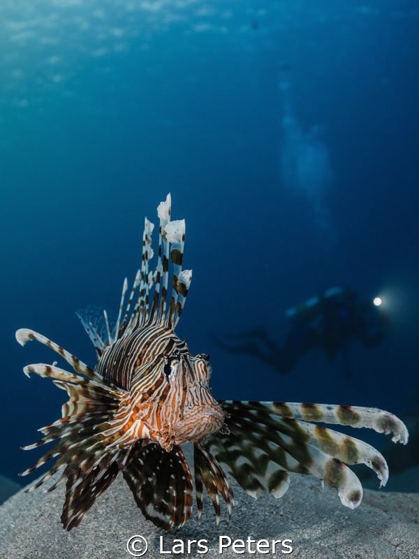Lionfish and DIver by Lars Peters 