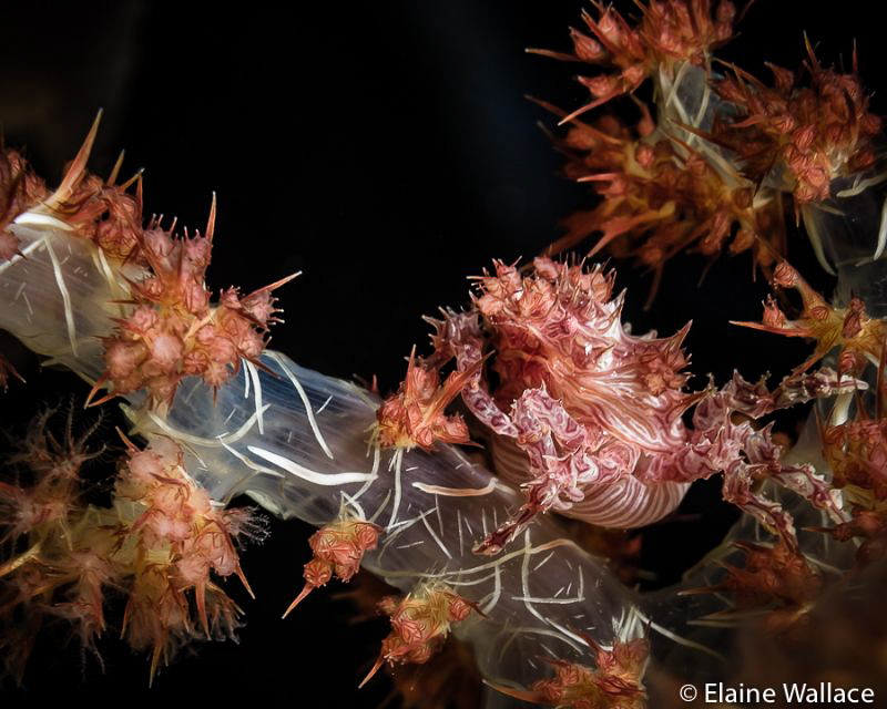 soft coral crab number 3 by Elaine Wallace 