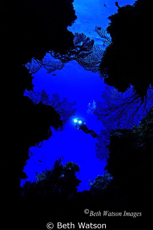 Silhouette of diver framed with sea fans...Cozumel, Mexico. by Beth Watson 