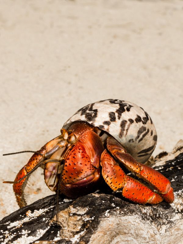 Hermit crab on one of the many Cays in Jardines de la Reina by Paul Colley 