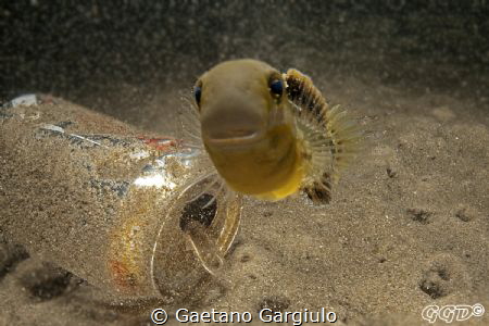 "fish" rocket" I guess that this little fellow was trying... by Gaetano Gargiulo 