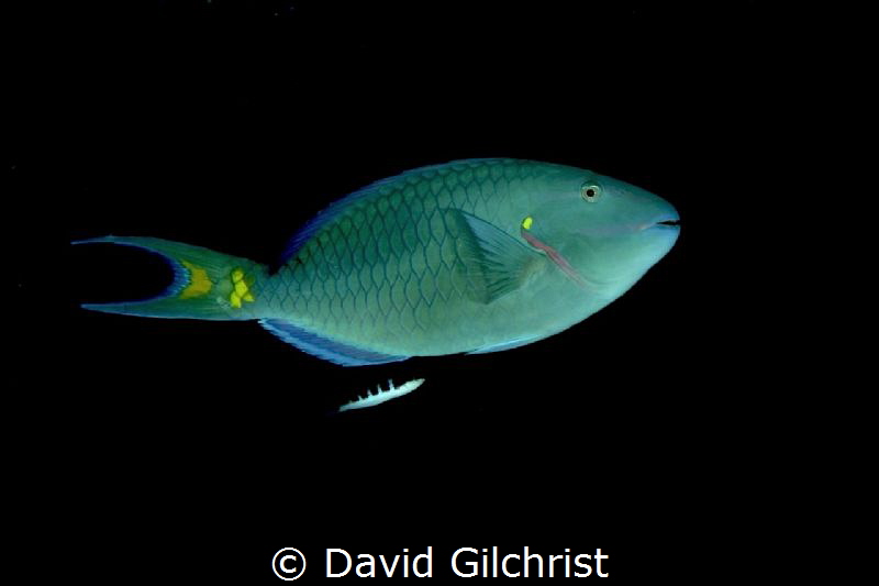 A Stoplight Parrotfish glides through the waters of the R... by David Gilchrist 