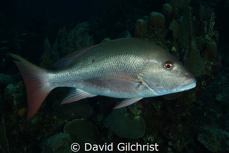 A Mutton Snapper, looking very much like a good supper, i... by David Gilchrist 