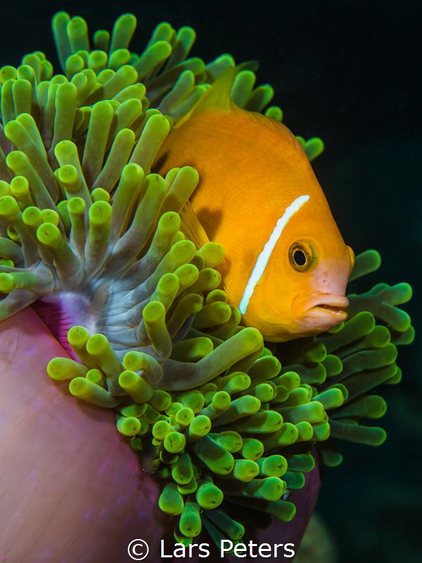 Just another Nemo by Lars Peters 
