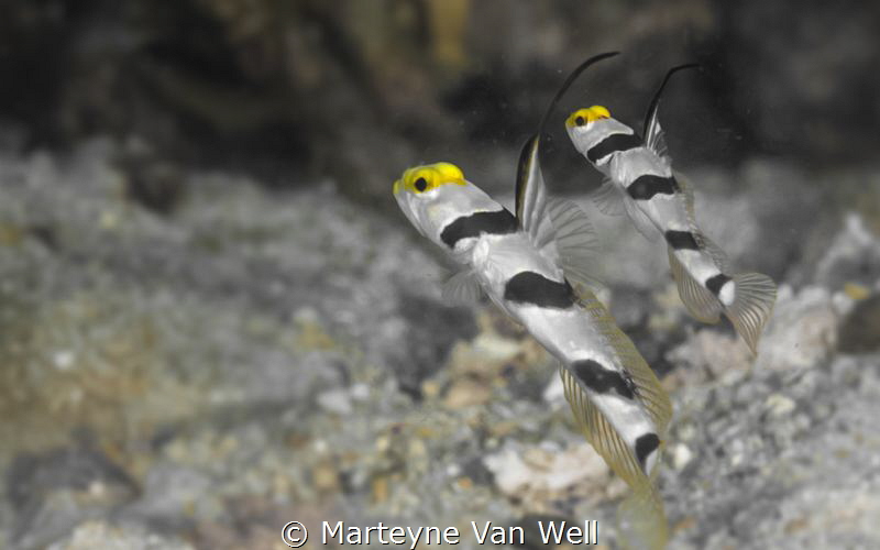 Two Yellow Nose Prawn Goby by Marteyne Van Well 