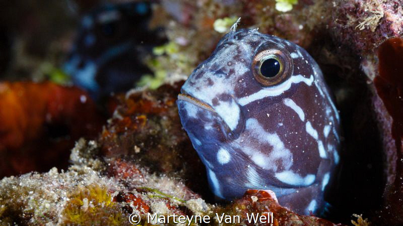 Tribal Blenny poking its head out by Marteyne Van Well 