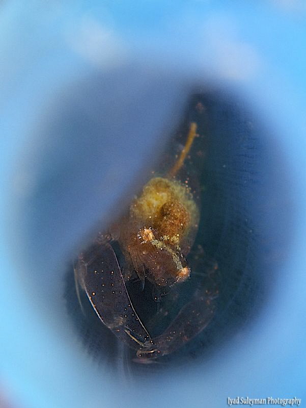 Shrimp Inside Tunicate by Iyad Suleyman 