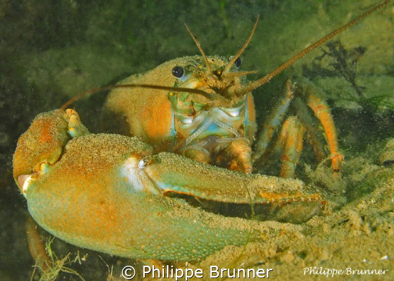Crayfish by Philippe Brunner 