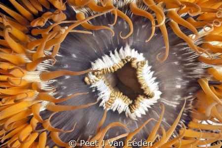 Sea anemone at the Aster wreck, Hout bay by Peet J Van Eeden 