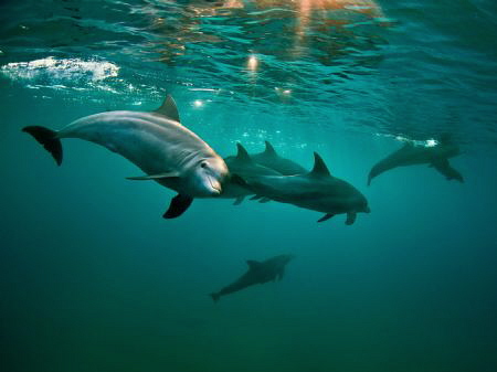 Inshore Indo-Pacific Bottlenose dolphins. Taken with a Ca... by Jenny Strömvoll 