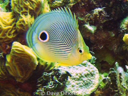Butterfly Fish  on reef by Dave Difiore 
