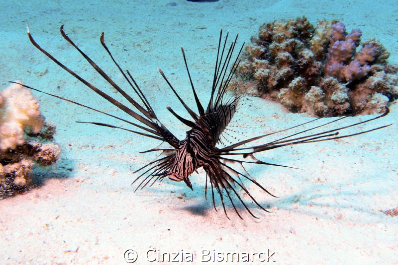 Thiny lion
Pterois miles juv.
 by Cinzia Bismarck 