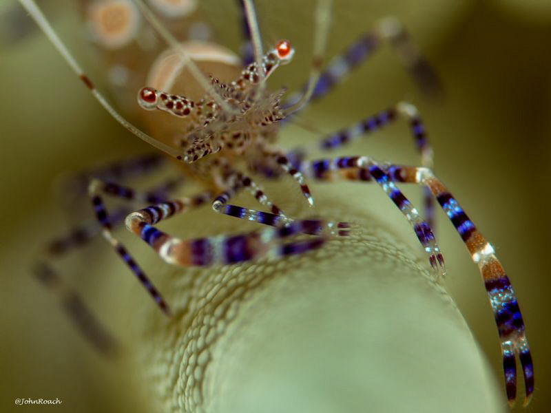 Spotted Cleaner shrimp "Vista Blue" Bonaire NA by John Roach 