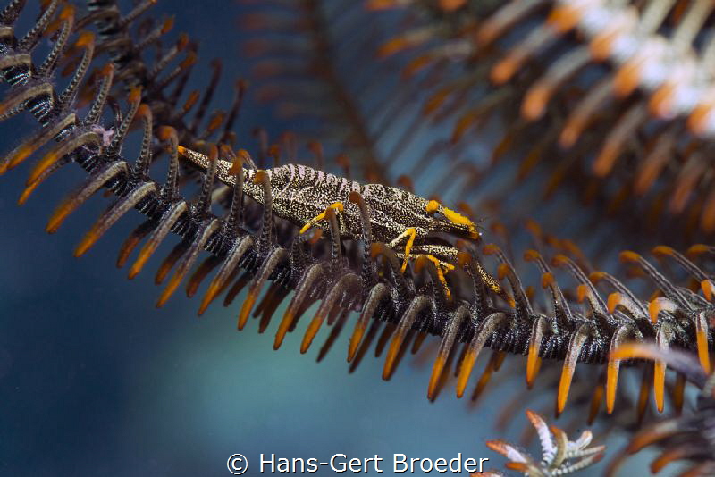 Crinoid Shrimp by Hans-Gert Broeder 
