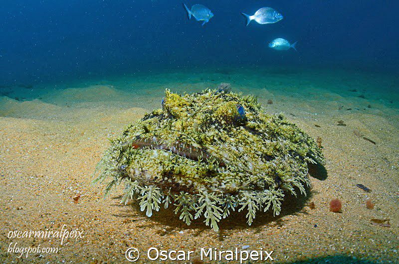 mediterranean anglerfish by Oscar Miralpeix 