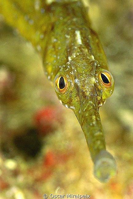 mediterranean pipefish by Oscar Miralpeix 