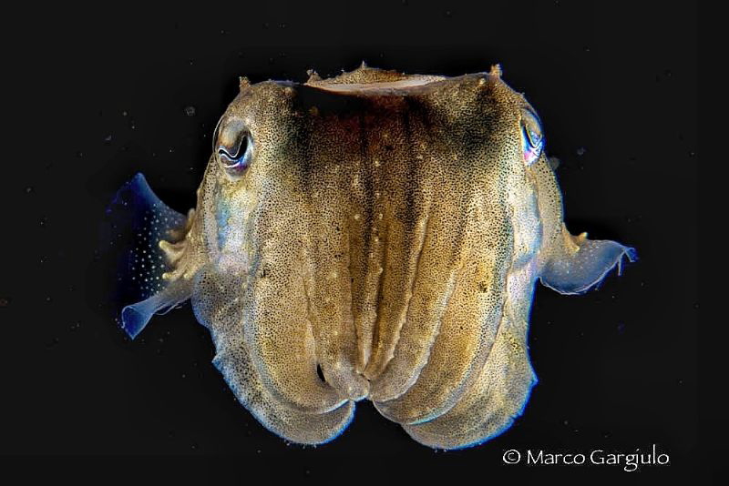 Mediterranean Cuttlefish, night dive by Marco Gargiulo 