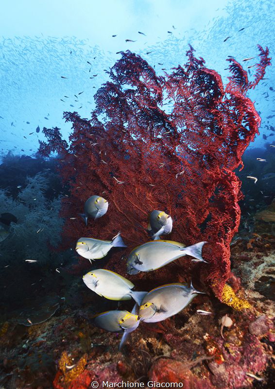 Raja Ampat . Magic reef
Nikon D800E, 12/24, two strobo
... by Marchione Giacomo 