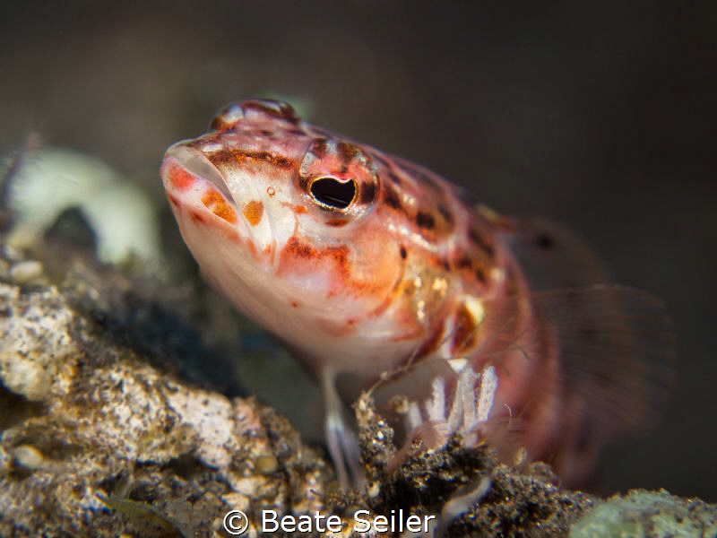 Goby by Beate Seiler 