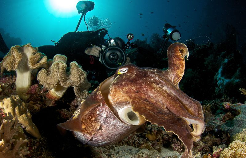 Photographer at work. This Cuttlefish stayed put after we... by Steven Miller 