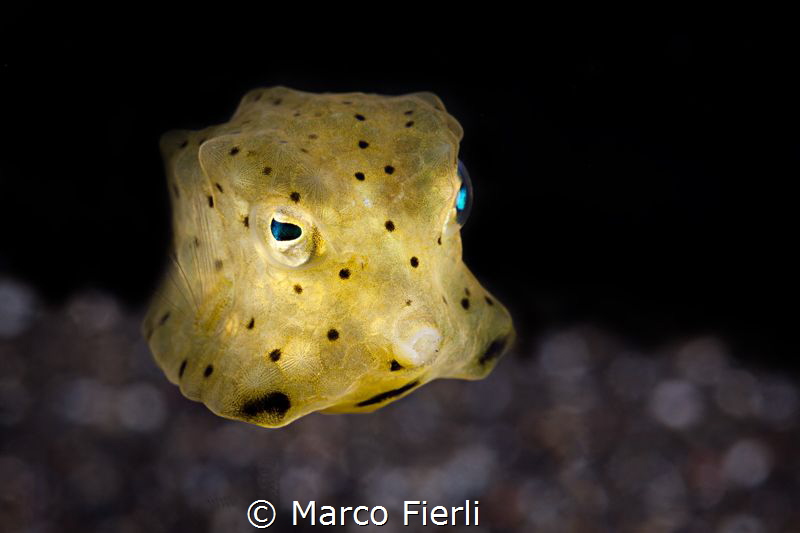 Baby Yellow Cow Fish by Marco Fierli 