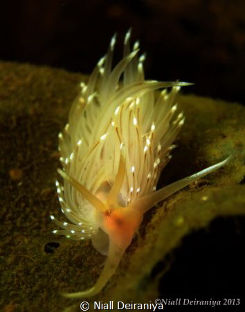 Close up of a Flabellina Nudibranch by Niall Deiraniya 