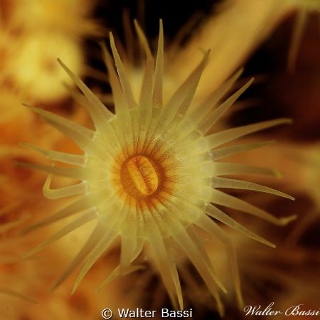 Yellow flower by Walter Bassi 