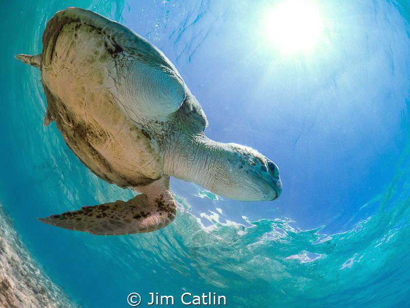 'The Survivor' - resident turtle at Spotts Bay, Grand Cay... by Jim Catlin 