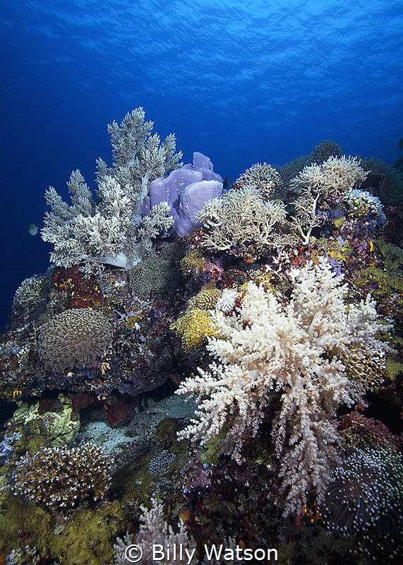 Poseidon's Garden
Apo Island, Philippines by Billy Watson 