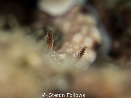 Shhhh.... Im hiding from the people! Nudibranch - Hypselo... by Stefan Follows 
