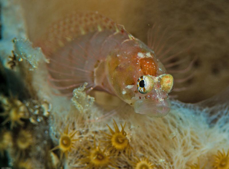 Always compulsively curious! Ringed Blenny Starksia hassi by John Roach 
