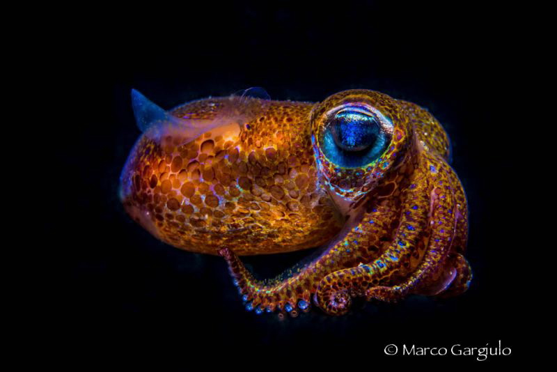 Mediterranean Bobtail Squid, Sepiola rondeleti, Night dive by Marco Gargiulo 