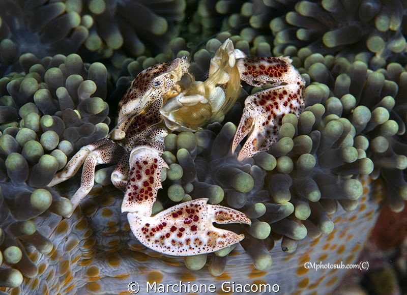 Porcellain crab 
Raja Ampat
Nikon D800E, 105 macro , tw... by Marchione Giacomo 