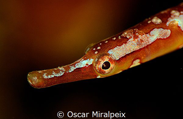 juvenile mediterranean pipefish by Oscar Miralpeix 