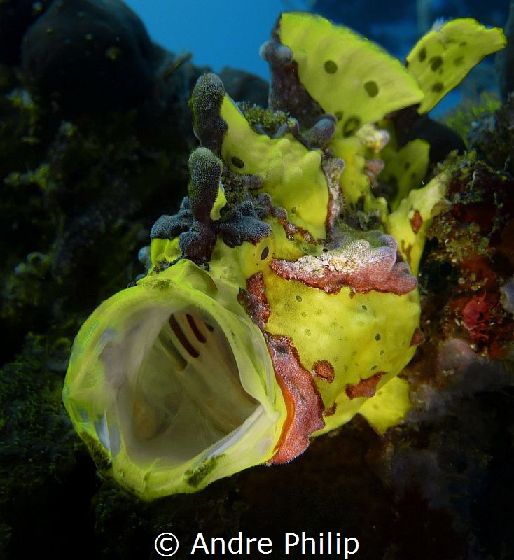 yawning yellow frogfish by Andre Philip 