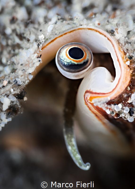 Conch's Eye by Marco Fierli 
