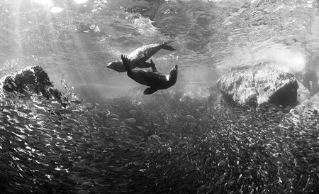 Sealions cavort amoung a school of baitfish.
Sea of Cort... by Rand McMeins 
