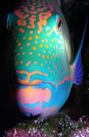 Sleeping Parrot Fish. Palau by Mitch Bowers 