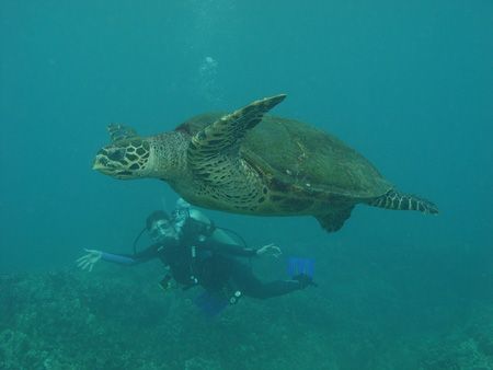 Summer with Sea Turtle/Sony F707 taken at Maui by Dan Pearson 